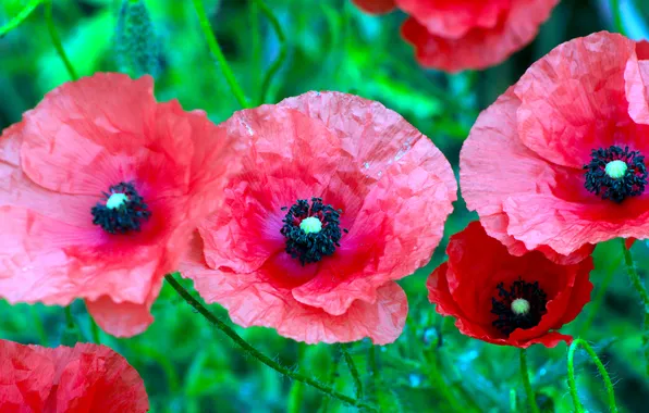 Red, flower, poppy