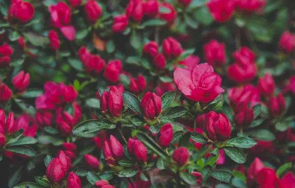 Картинка цветы, природа, лепестки, кусты