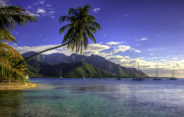 Картинка море, горы, тропики, пальмы, берег, обработка, яхты, Французская Полинезия