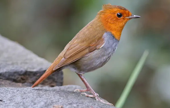 Птица, камень, оранжевая, размытость