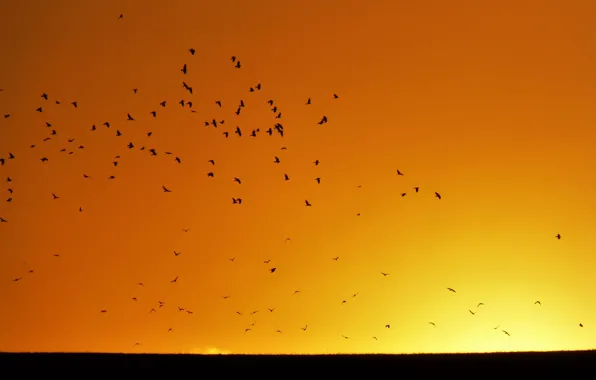 Summer, twilight, flying, sunset, flight, birds, dusk, sunny
