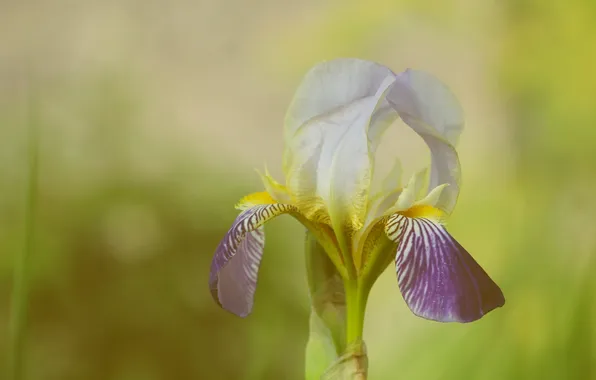 Lily, blooming, iris