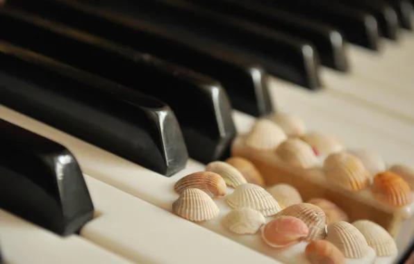 Клавиши, ракушки, белые, пианино, черные