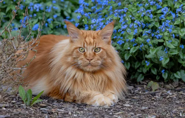 Кошка, кот, взгляд, цветы, природа, поза, сад, рыжий