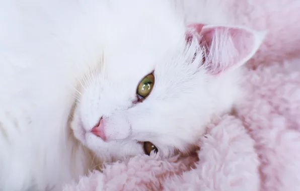 Кошка, кот, взгляд, поза, портрет, лежит, белая, красотка