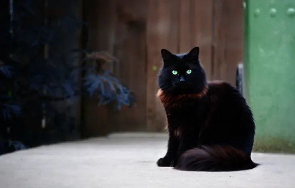 Картинка кошка, кот, черный, пушистый