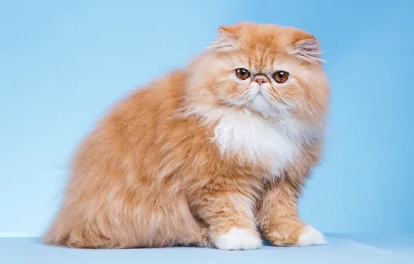 Кошка, кот, взгляд, поза, мордашка