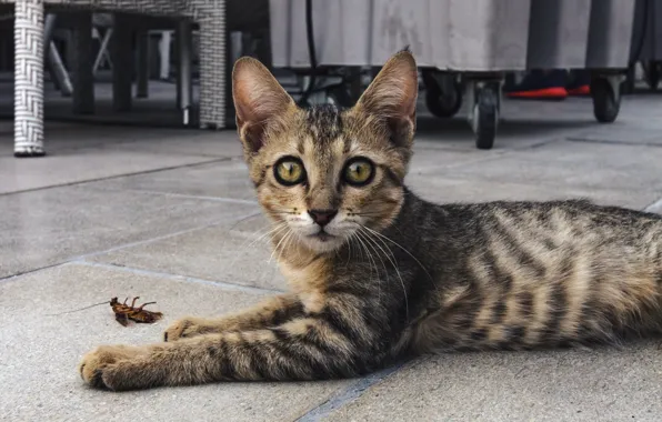 Кошка, взгляд, котенок, серый, улица, плитка, мебель, таракан