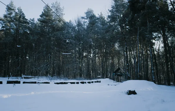 Зима, лес, деревья, Львов