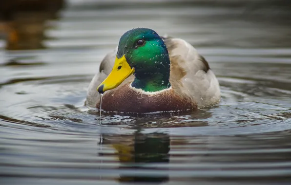 Water, lake, drops, duck, wildlife, ripples, mallard drake