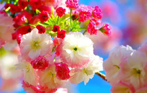 Цветы, вишня, весна, сакура, розовые, flowers, Spring, sakura