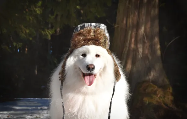 Взгляд, поза, собака, мордашка, самоед