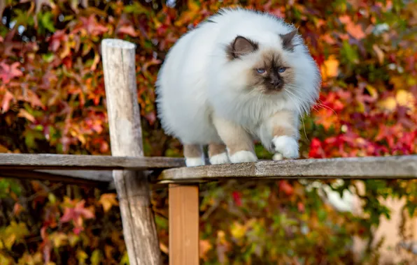 Осень, кошка, кот, взгляд, поза, листва, доски, столб