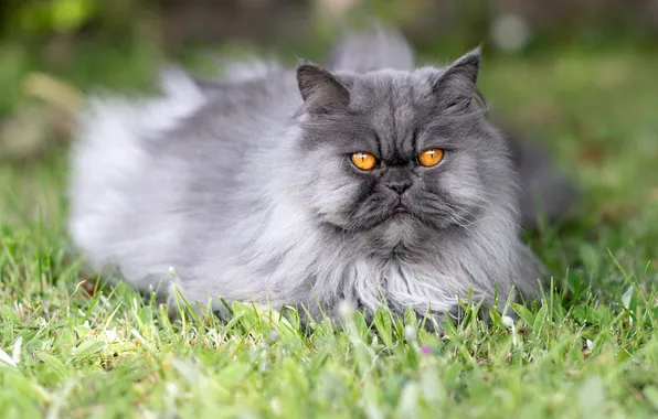 Кошка, трава, кот, взгляд, природа, поза, серый, поляна