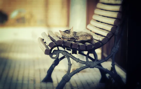 Картинка кот, свет, тепло, спит, лавка, котёнок, котэша