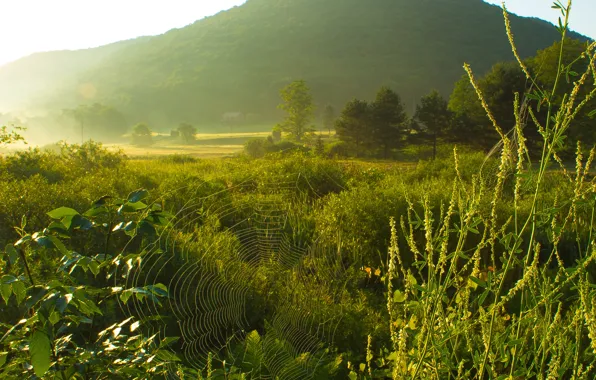 Spider, green field, morning, foggy, mist, pasture, haze, spiderweb