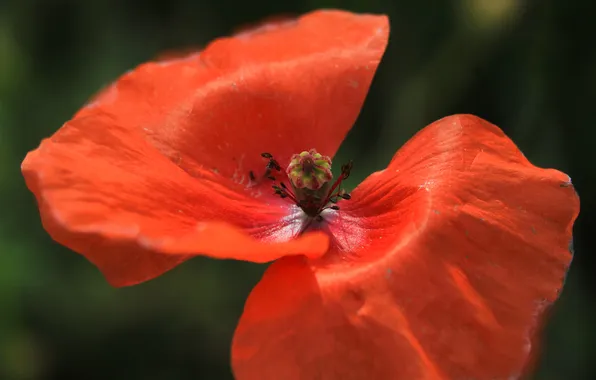 Red, flower, poppy
