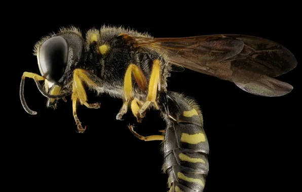 Картинка nature, macro, insect, bee, yellow jacket, yellow and black wasp