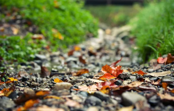 Картинка дорога, осень, листья, камни