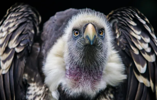Bird, feathers, predator, beak, vulture