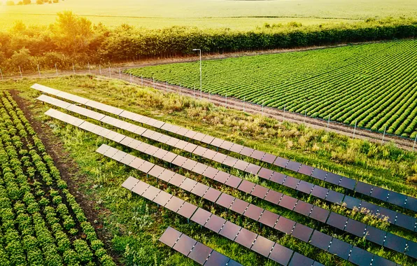 Field, solar panels, clean energy, cultivation