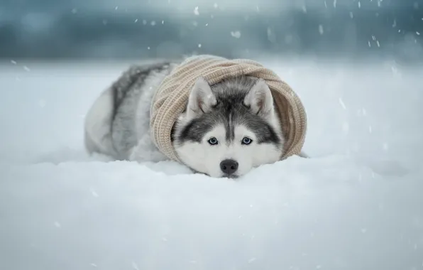 Картинка зима, взгляд, снег, собака, шарф, мордашка, Хаски