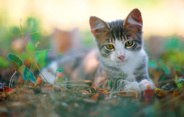 Кошка, взгляд, листья, природа, котенок, серый, размытие, малыш
