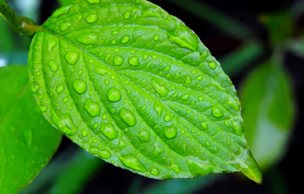 Water, drops, leaf