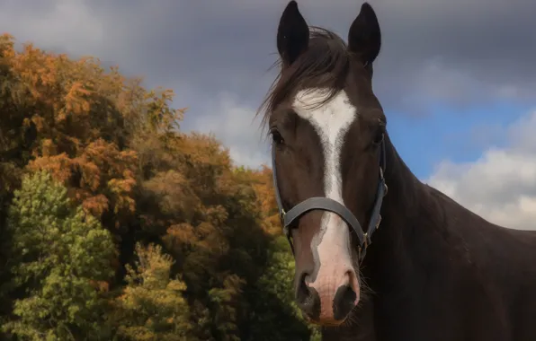 Картинка осень, взгляд, морда, деревья, конь, лошадь