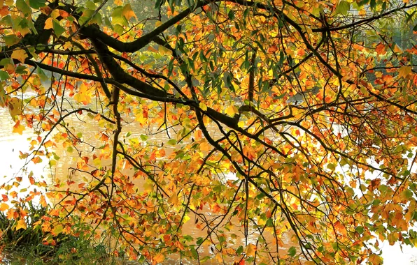 Осень, листья, ветки, река, дерево