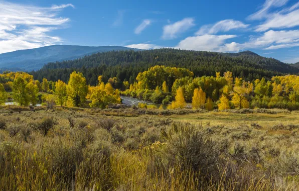 Картинка осень, лес, трава, деревья, горы, желтые, США, речка