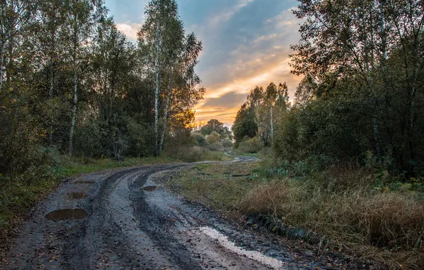 Лес, закат, природа, Александр, грунтовая дорога