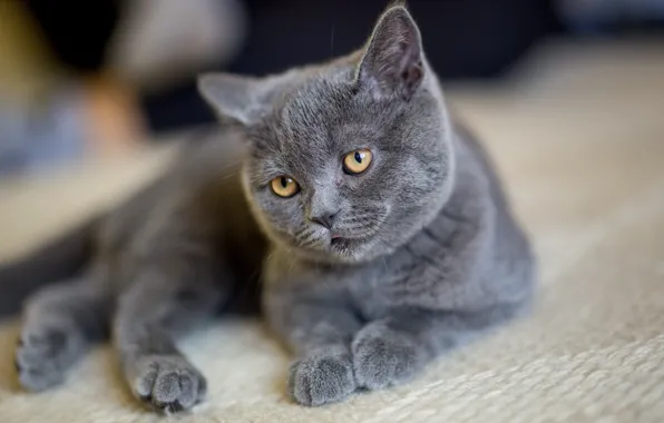 Кошка, кот, взгляд, поза, котенок, серый, портрет, пол