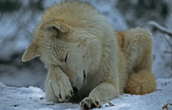 Nature, snow, predator, face, animal, wolf, wildlife, portrait