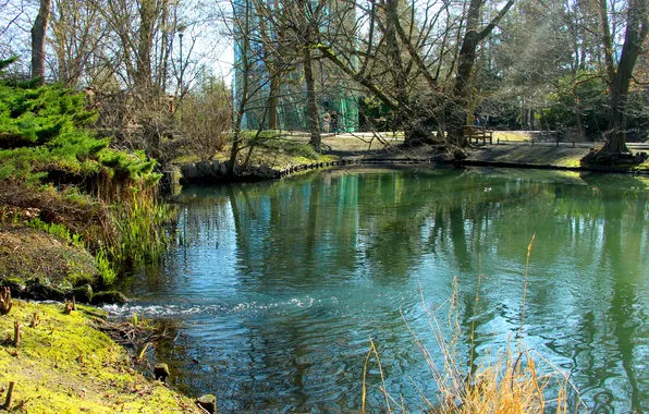 Water, park, lake, tree, pond