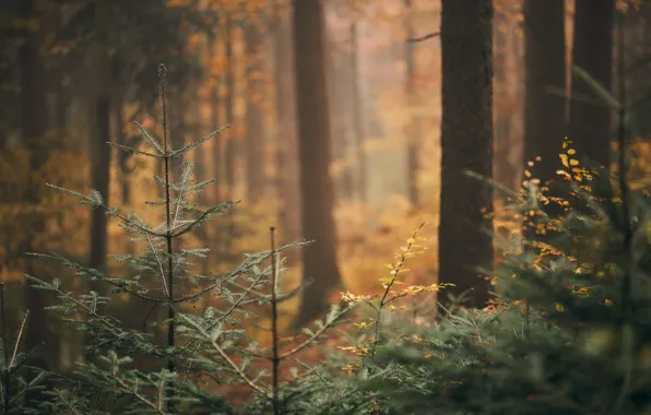 Картинка осень, лес, природа, елка