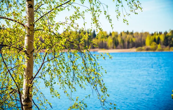 Лес, листья, пейзаж, природа, река, дерево, листва, весна