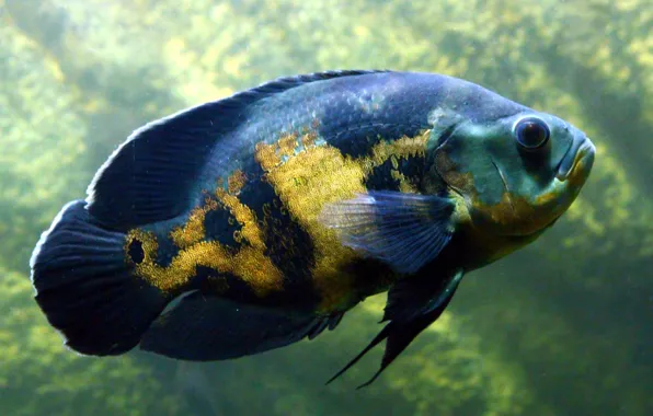 Картинка animals, fish, aquarium, undersea world, cichlid, astronotus
