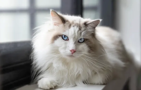 Кошка, белый, кот, портрет, окно, лежит, белая, подоконник
