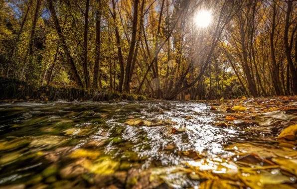 Осень, лес, листья, вода, солнце, свет, ветки, блики