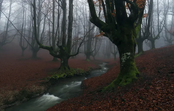 Картинка лес, туман, река