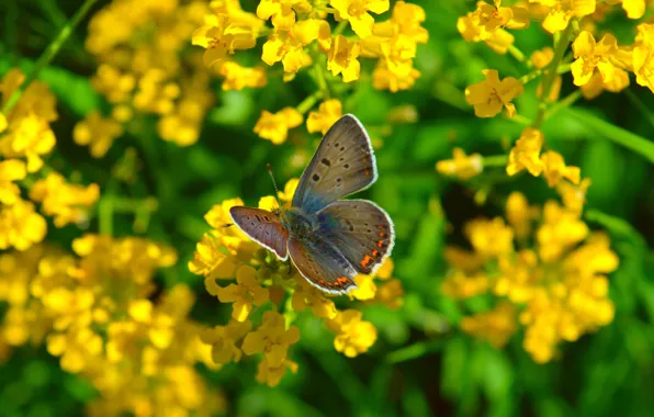 Картинка Макро, Цветы, Природа, Весна, Бабочка, Nature, Flowers, Spring