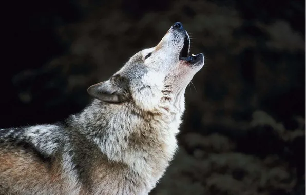 Nature, snow, predator, face, animal, wolf, wildlife, portrait