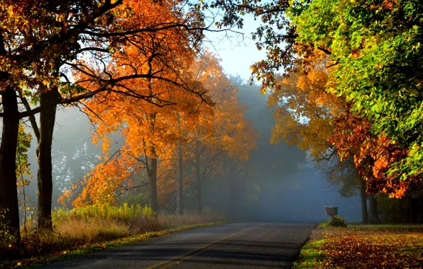 Дорога, осень, лес, листья, деревья, природа, парк, colors