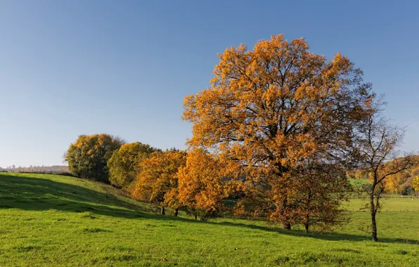 Картинка поле, осень, небо, трава, деревья, холмы