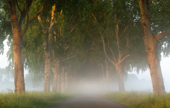 Картинка дорога, деревья, туман, утро, Нидерланды