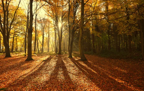 Осень, лес, солнце, лучи, свет, деревья, природа, листва