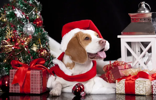 Картинка собака, шарф, фонарь, подарки, ёлка, колпак