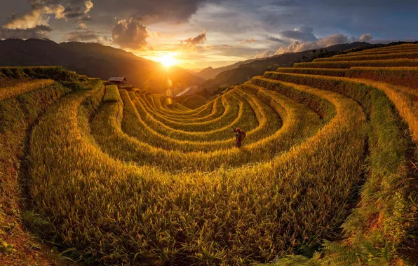 Картинка солнце, свет, человек, поля, Вьетнам