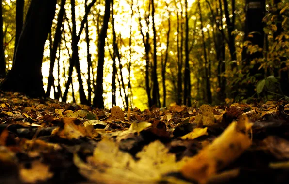 Картинка осень, лес, листья, деревья, природа, размытость, сухие, опавшие